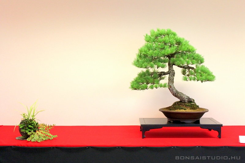 bonsai kiallitas a szegedi botanikus kertben a lotusznapokon